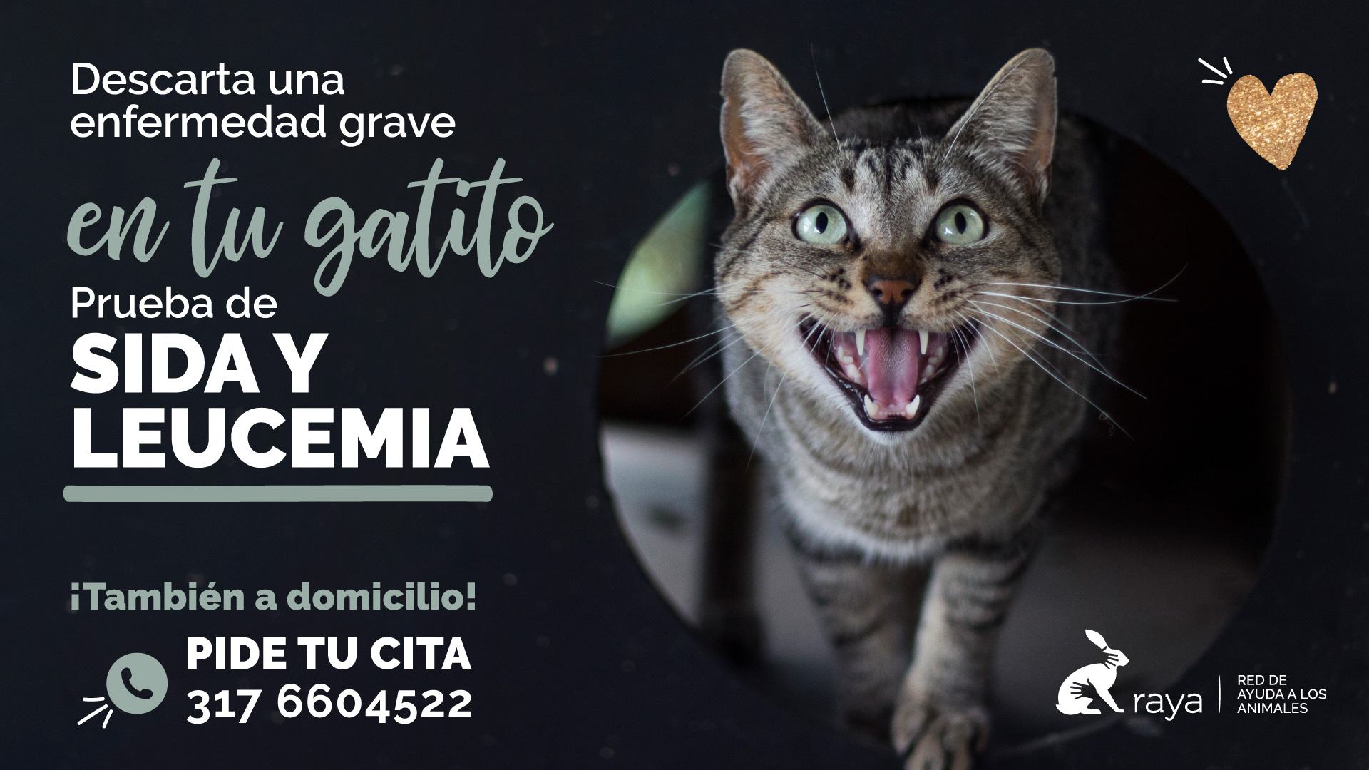 Prueba de sida y leucemia felina - RAYA - de Ayuda a Animales